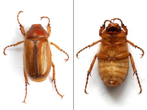 Amphimallon majale